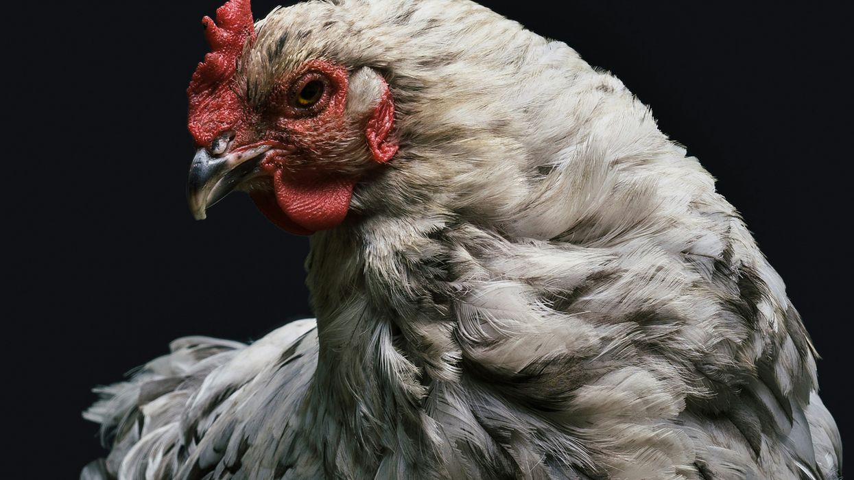 Iowa culls over a million broiler chickens