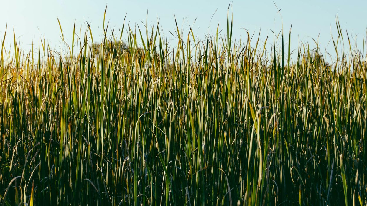 This research could lead to an mRNA vaccine protecting against ticks and the diseases they spread