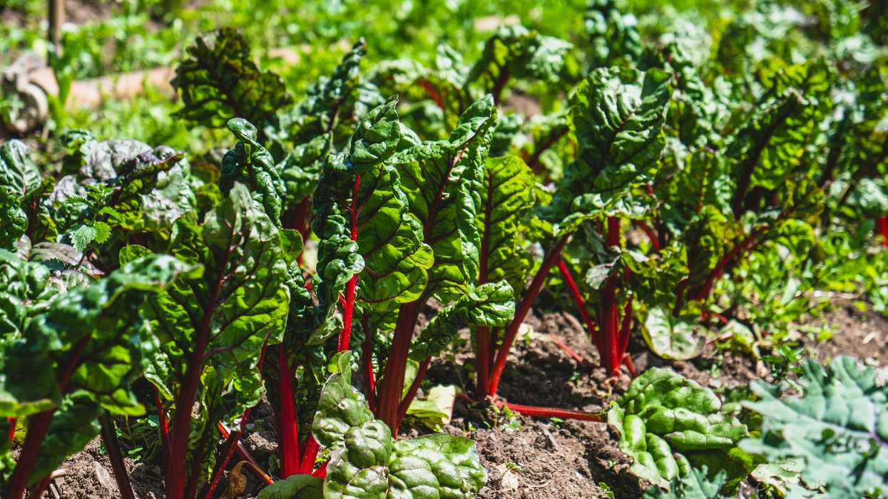 How an unexpected observation, a 10th-century recipe and an explorer’s encounter with a cabbage thief upend what we know about collard greens’ journey to the American South