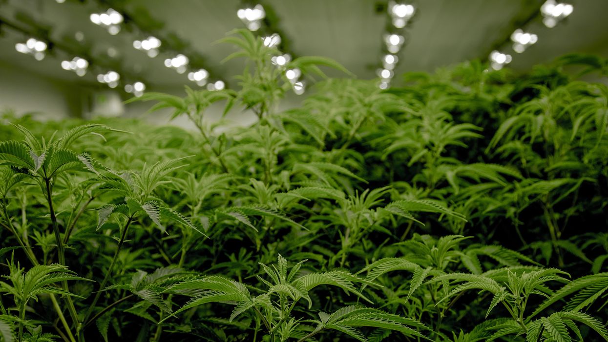 A federal judge says the DEA may be required to reclassify marijuana