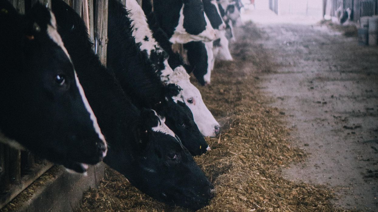The dairy industry is determined to pour itself down our throats