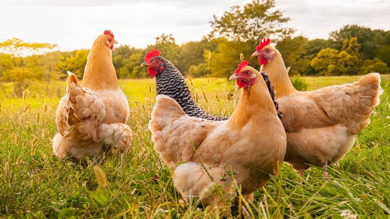 Emails reveal how health departments struggle to track human cases of bird flu