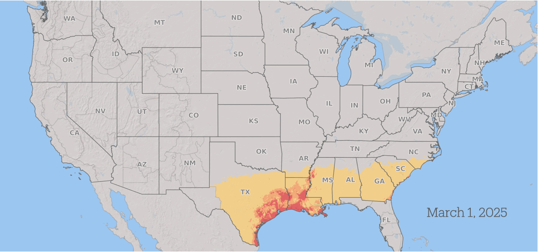 What is Fusarium graminearum — the fungus a Chinese scientist smuggled into the US?