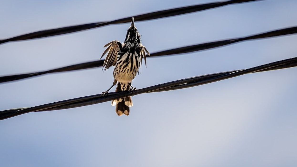 'Really violent': 'Exploding' bird deaths plague Bay Area town