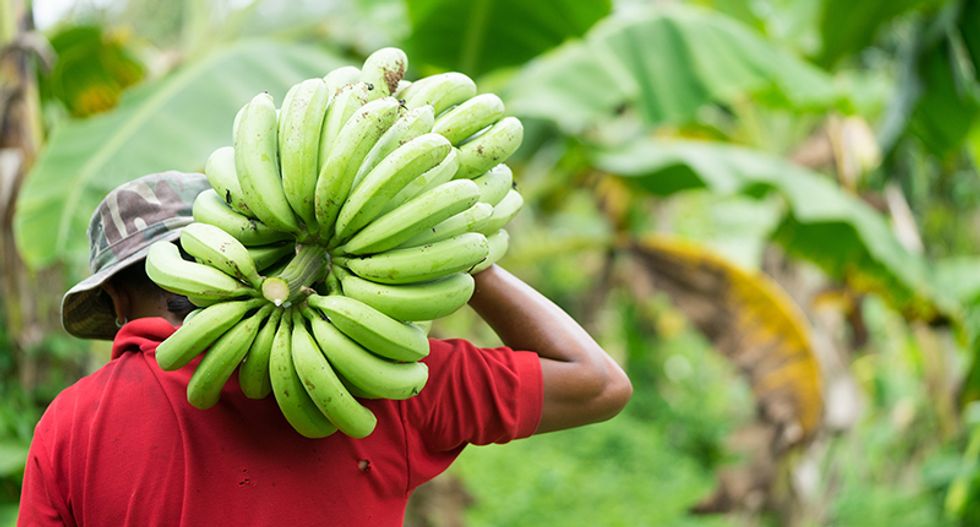 The quest to save the banana from extinction