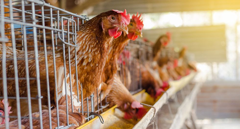 I studied factory farms for years — visiting one was far worse than I imagined