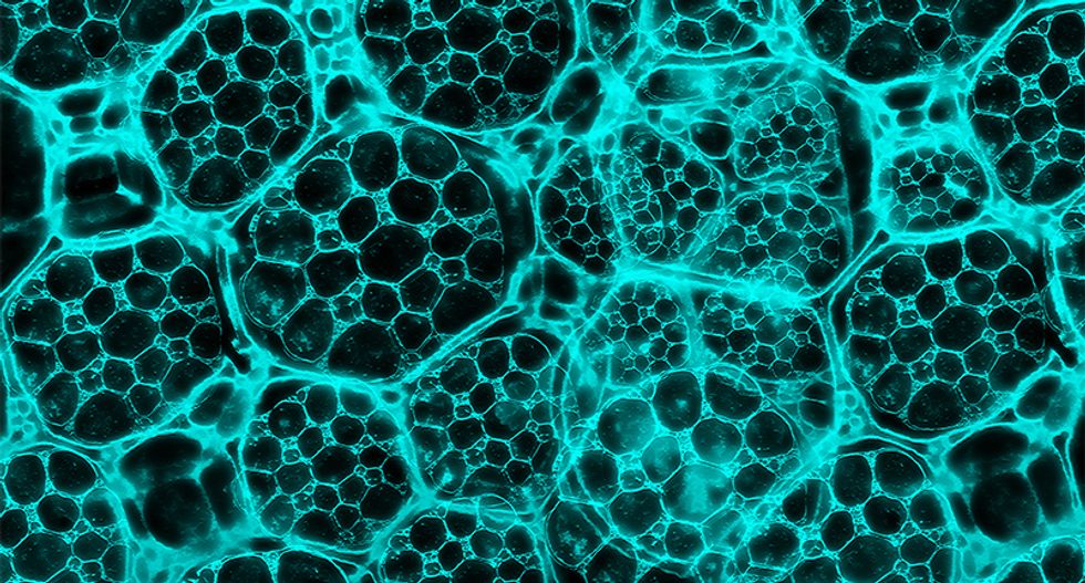 This new lifelike biomaterial self-reproduces and has a metabolism