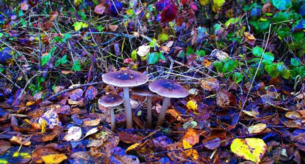 Denver to vote on decriminalizing hallucinogenic psilocybin mushrooms