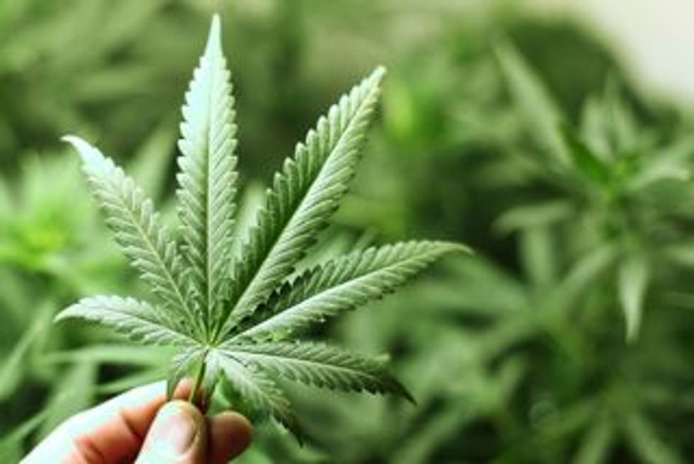 Wow! The Mexican Supreme Court Just Issued a Major Win for Marijuana Legalization