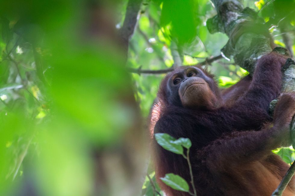 The Bornean orangutan population has fallen by nearly 150,000 in just 16 years