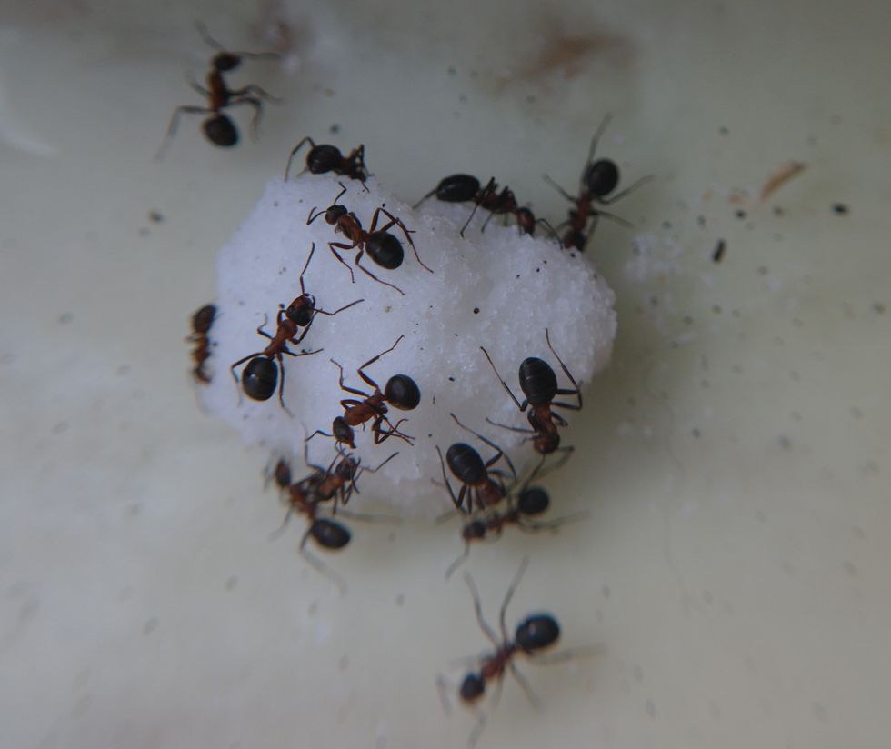 Study shows that an ant colony has memories its individual members don’t have