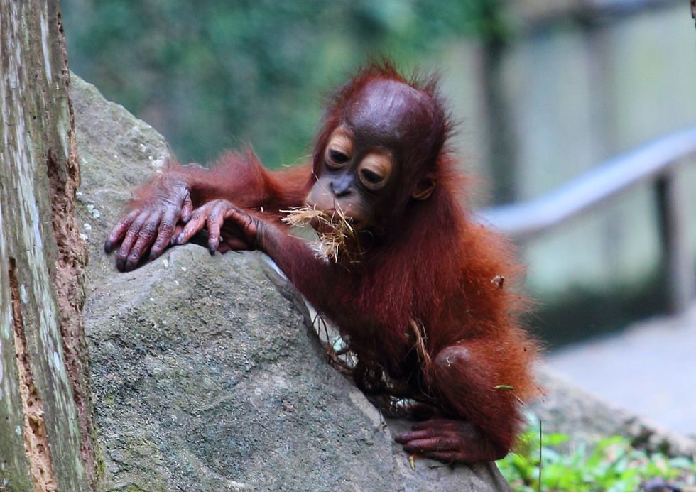 Research finds that orangutans can communicate about the past just like humans