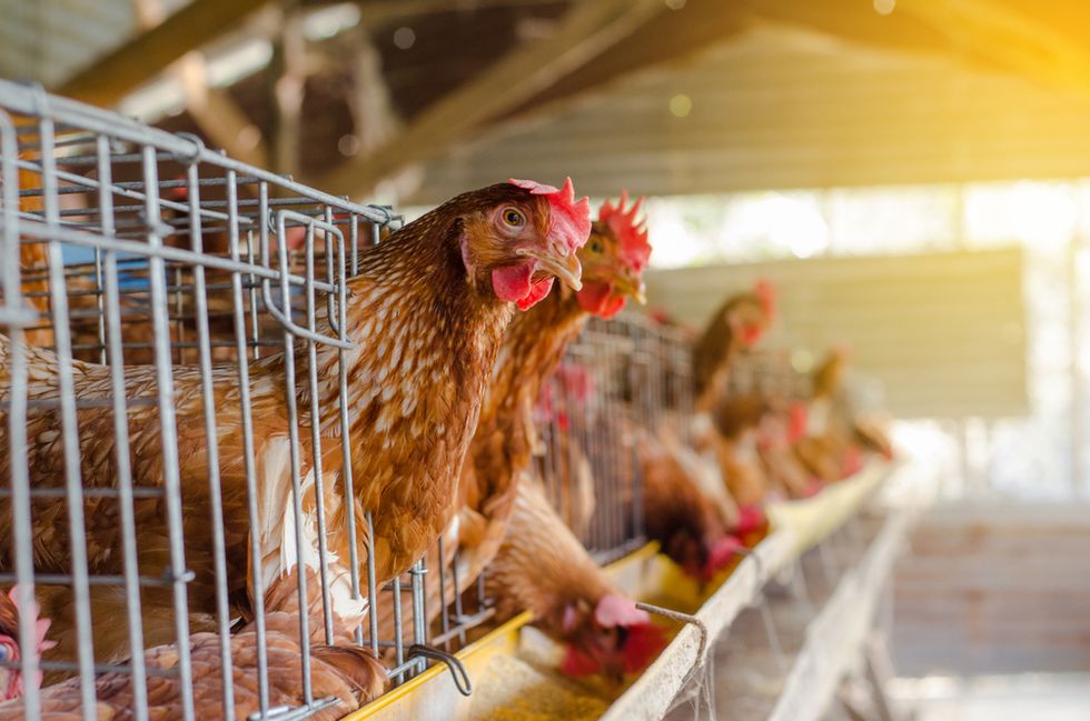 How Can You Talk to Kids About Factory Farming? These Books Can Help.
