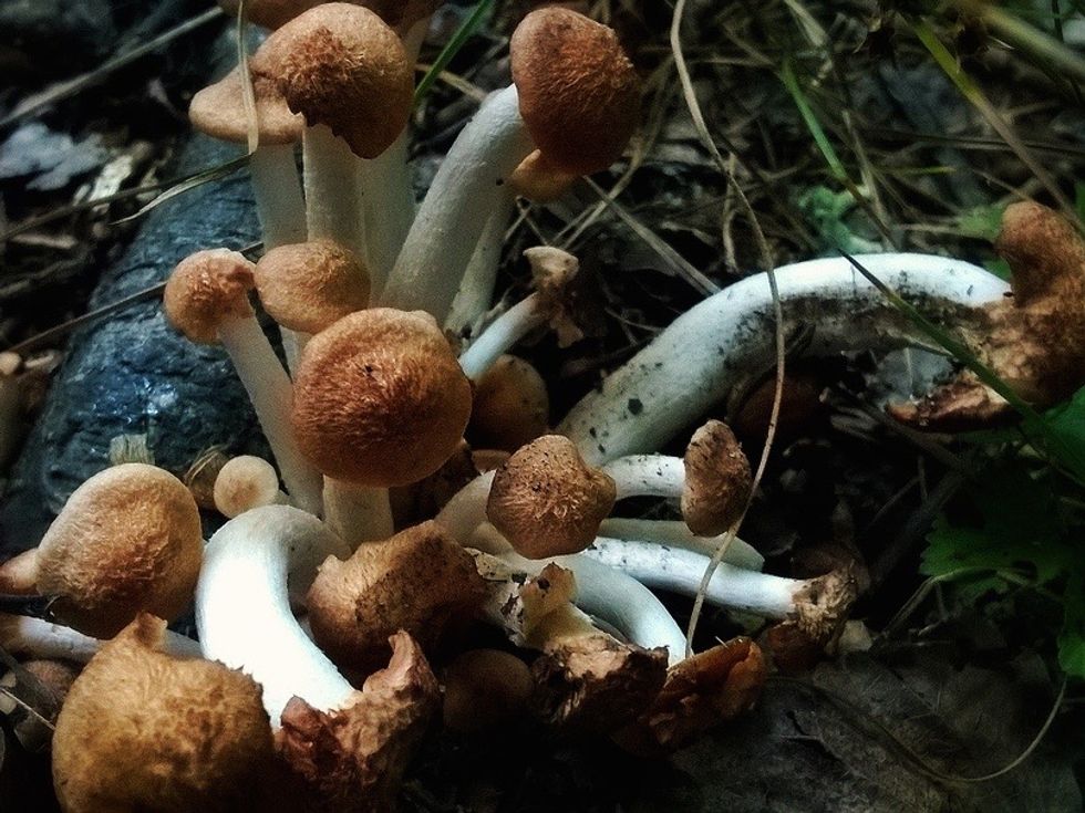 Oregon initiative would decriminalize psilocybin