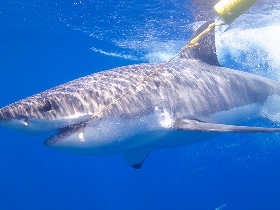 Here's how shark fishing tournaments harm marine conservation efforts