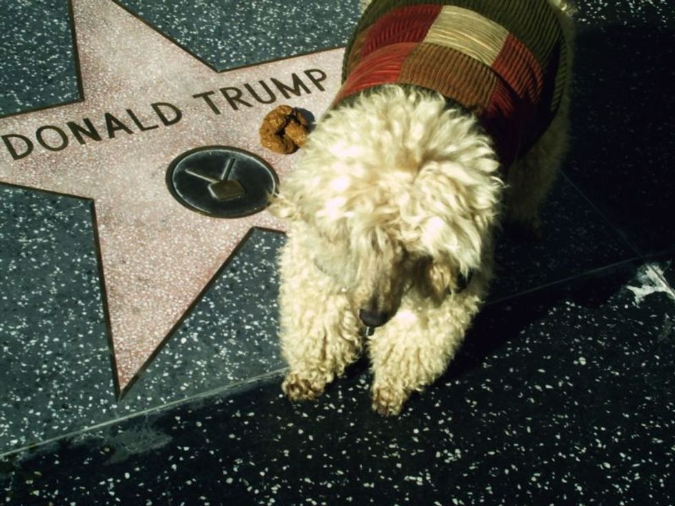 Why doesn’t Trump have a dog - and should he get one? Experts weigh in