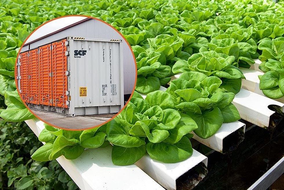 5 People Died From Eating Lettuce  -  But Trump’s FDA Still Won’t Make Farms Test Water For Bacteria