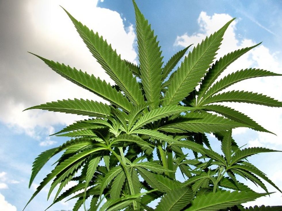 CVS has begun selling the trendy wellness ingredient CBD at more than 800 stores — here’s what that means