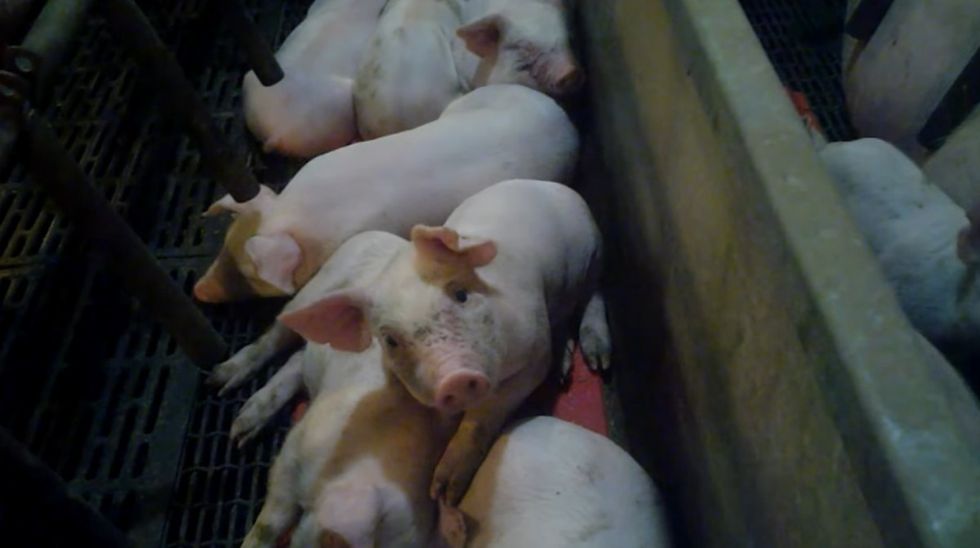 Watch: New Undercover Video Exposes Animal Abuse at US Supplier to World's Largest Meat Company