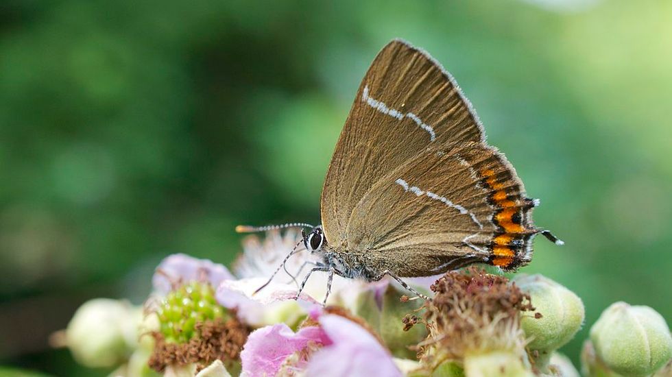 Climate change is threatening many species, but one is getting a boost