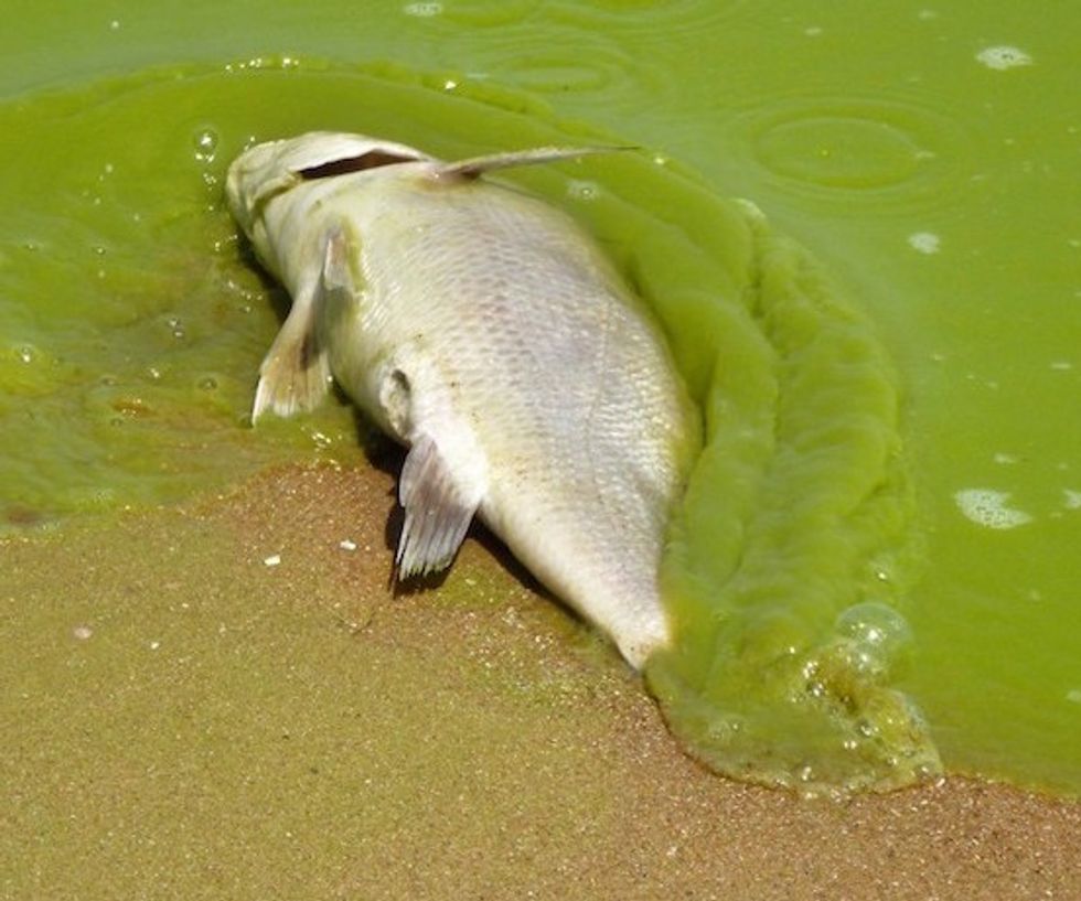 Trump is an 'idiot entertainer' who only cares about lurid spectacles of sex, gore and fantasy