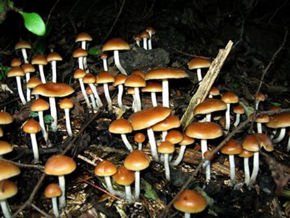 Will Denver Be the First Place in America to Legalize Magic Mushrooms?
