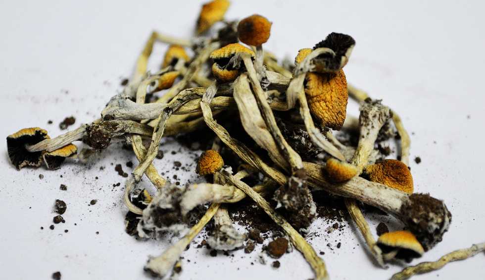Oakland decriminalizes hallucinogenic mushrooms and peyote