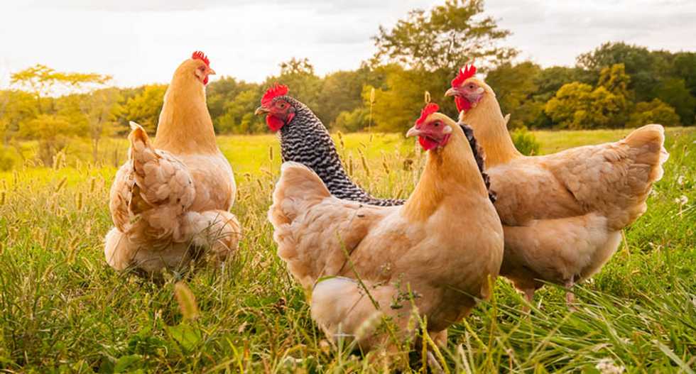 How factory farms could trigger a antibiotic crisis — and what we can do to stop it