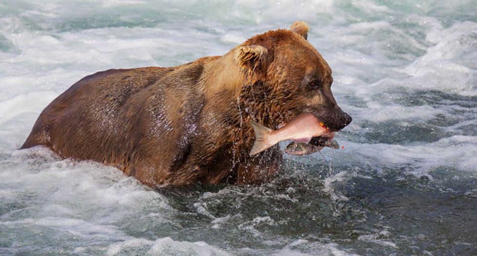 Trump wants to make Alaska’s protected wilderness a hunting ground