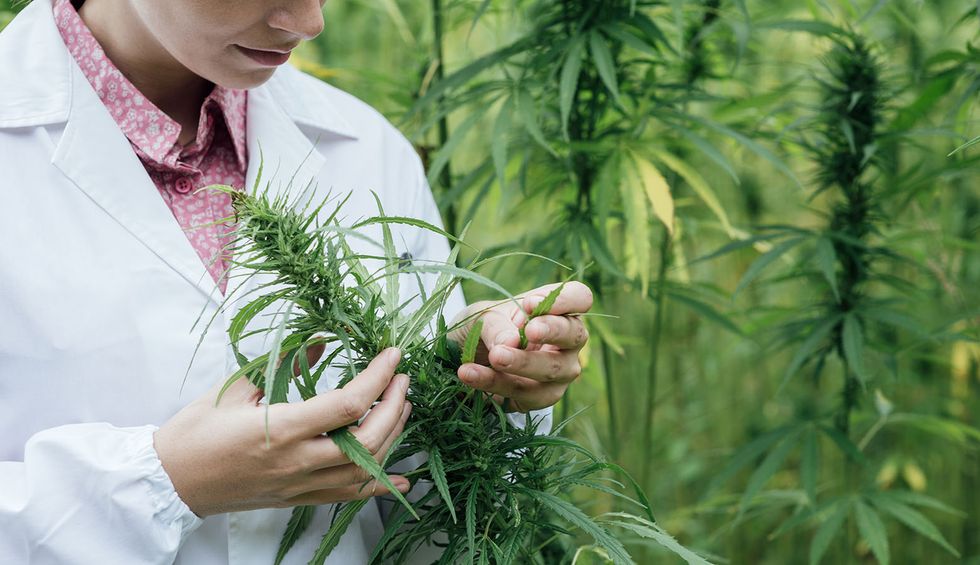In historic move, House votes to protect legal marijuana states from federal interference