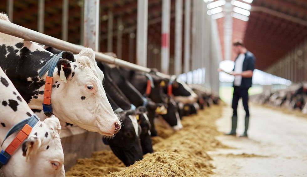 Judges strike down 'ag-gag' laws for violating the First Amendment