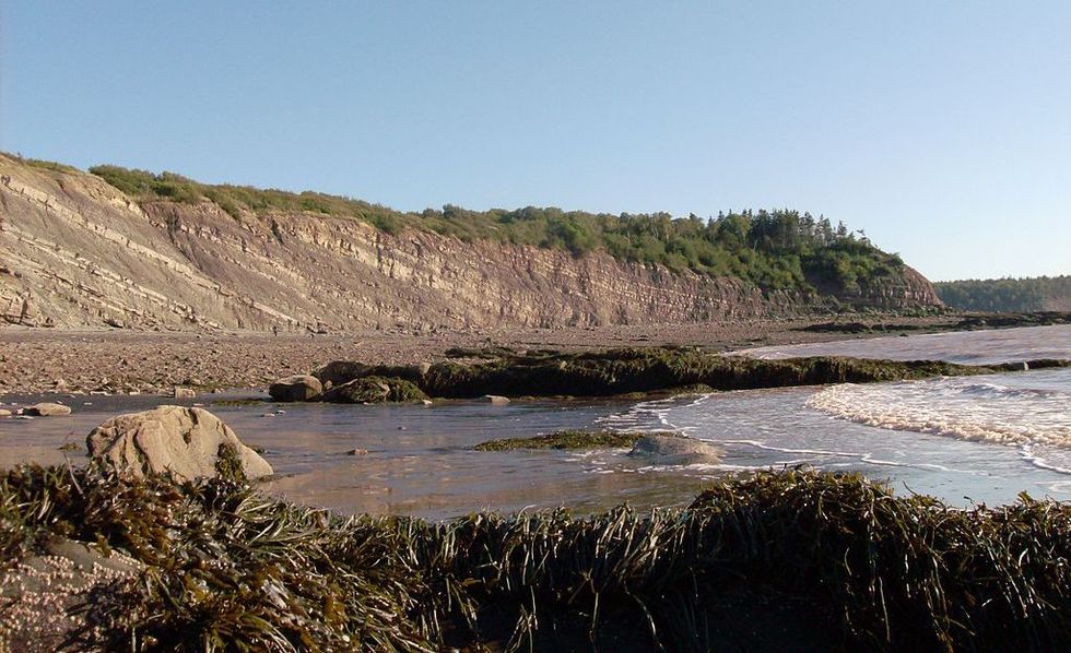 Why these 310 million-year-old fossils could reveal ancient secrets