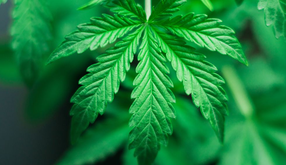 The cheapest way to save the planet grows like a weed
