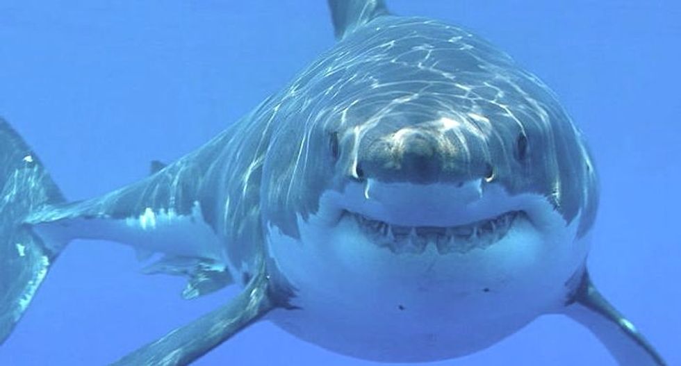 Shark Week looms -- but don’t panic