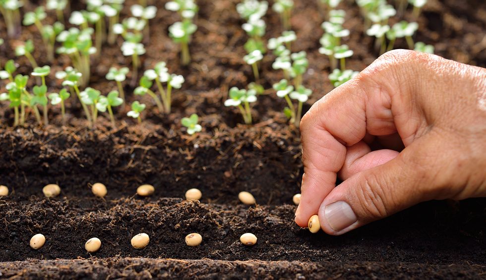 For a sustainable food system, look to seeds