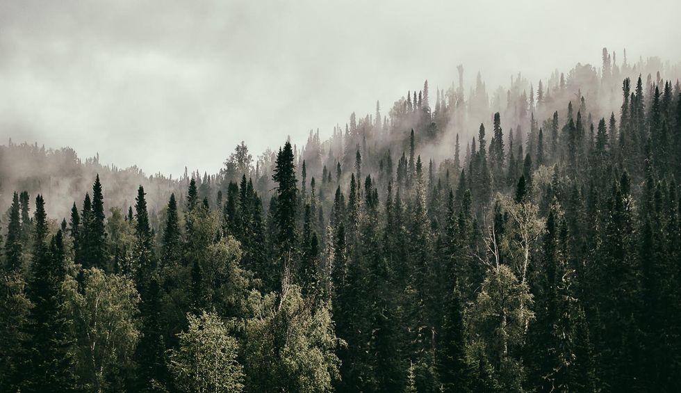 Earth's largest forest is burning — and it won't be coming back soon