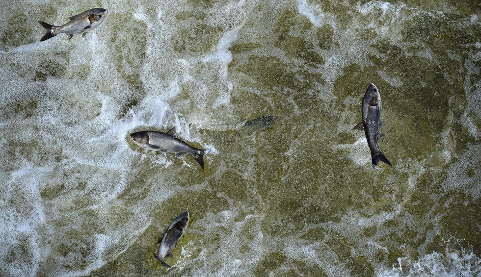 Republicans block effort to save the Great Lakes from invasive Asian carp