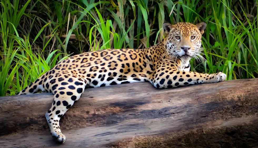 Can humanity survive without the Amazon rainforest?