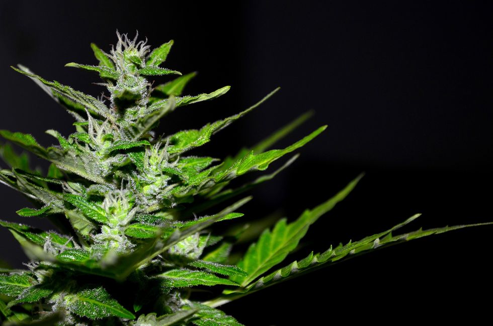 How hemp legalization has made it much harder to prosecute people for marijuana
