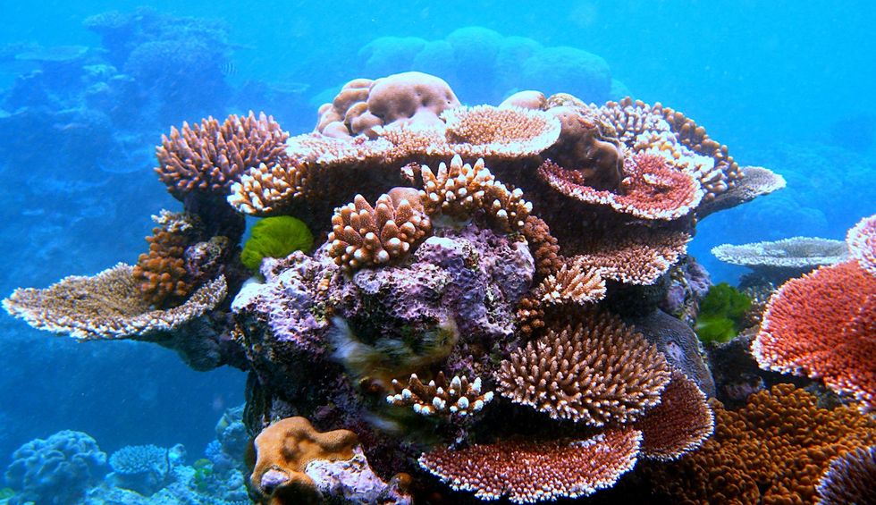 Great Barrier Reef is at risk of catastrophe as temperatures in Australia remain high