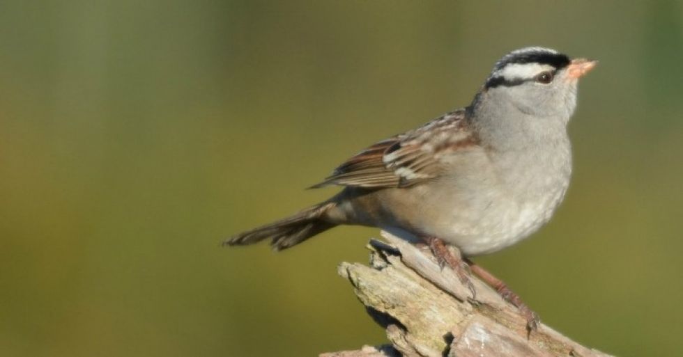 Scientists warn of a 'frightening future' for birds in North America as temperatures rise