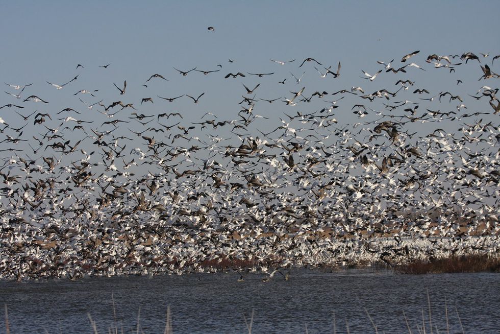'Bird emergency' declared as study reveals North American population has plunged in less than 50 years