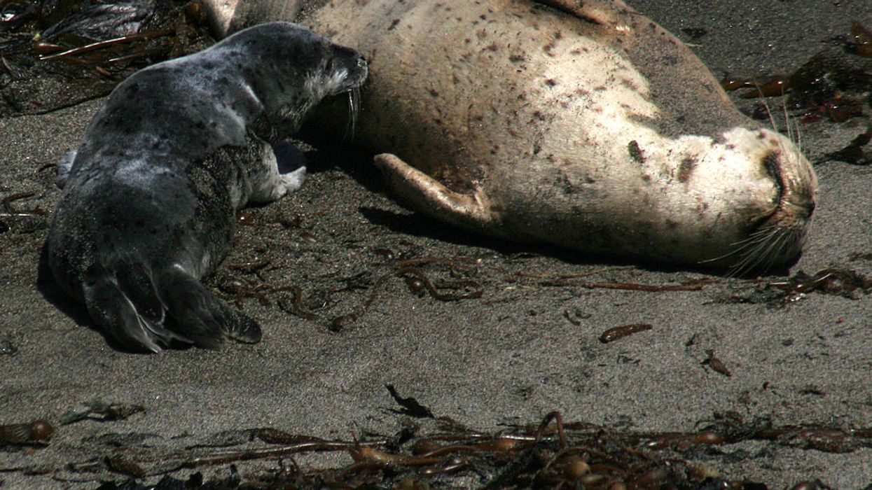 Extinction fears soar amid 'perfect storm of unsustainable human activity decimating marine life'
