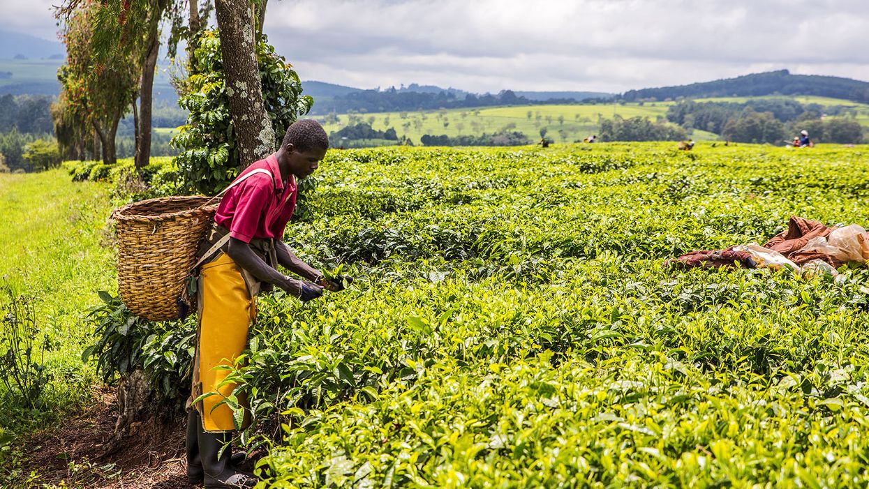 Why sanctions are worsening the global food crisis and what can be done about it