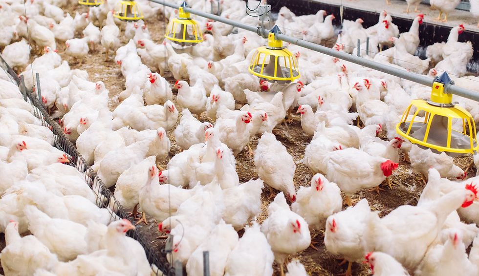 The USDA is letting factories with troubling safety records slaughter chickens even faster