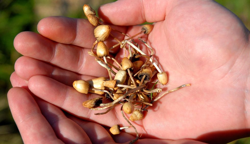 There’s a new toad in town for fans of psychedelics