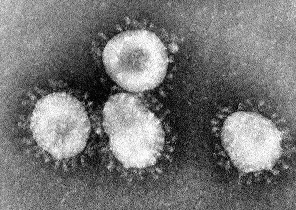 Online searches indicate that some people think coronavirus is connected to Corona Beer: report
