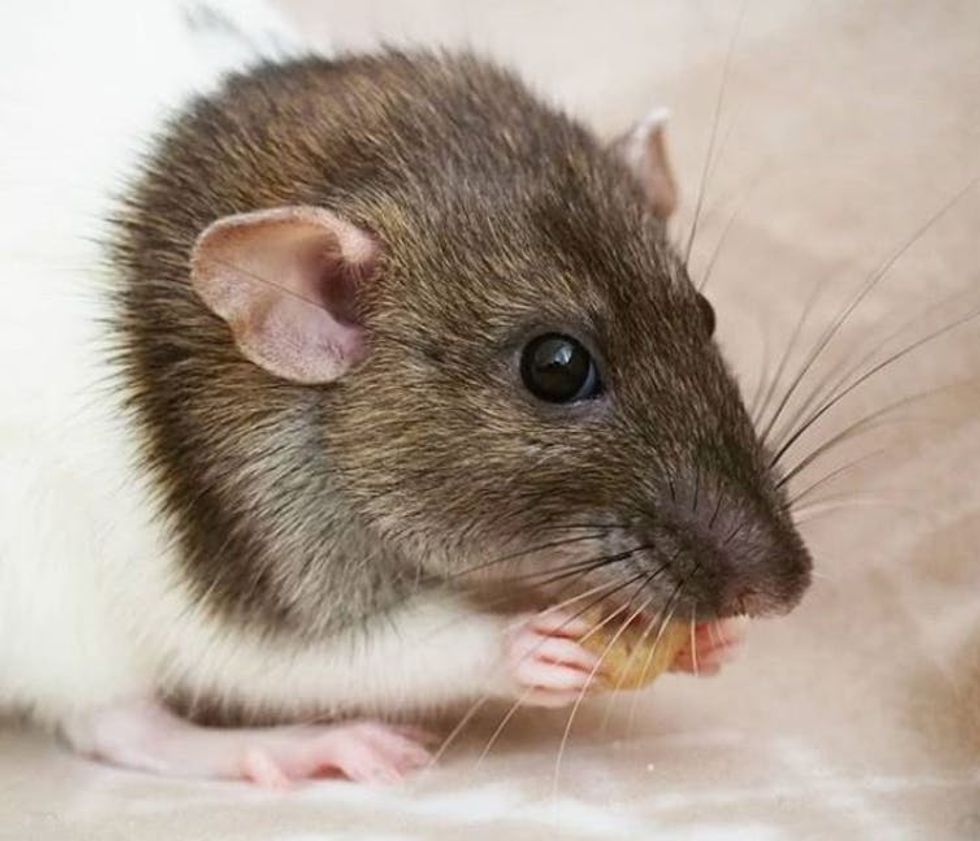 Algebra Rats How we found a special math equation hidden in rat whiskers - Alternet.org