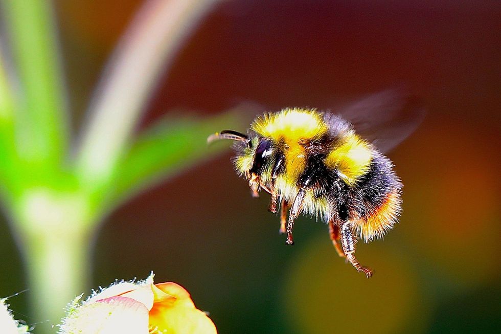 New study warns climate chaos is driving a rapid decline of bumblebees