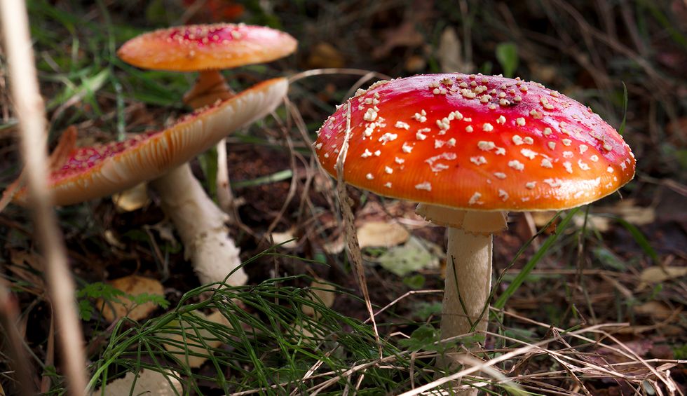 Here's how fungi can help create a green construction industry